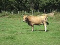 Miniatura para Monchina (raza bovina)