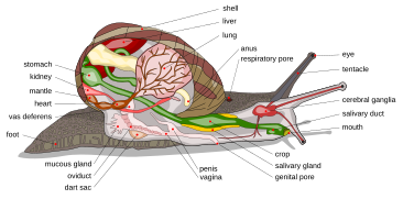 Snail diagram-en edit1