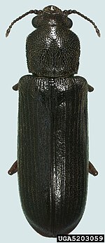 Bostrichidae