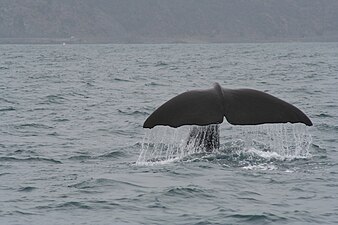 A sperm whale seen from on a whale-watching tour boat off Kaikōura