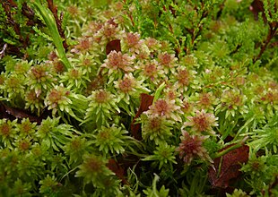 Pjusket Tørvemos (Sphagnum cuspidatum) Foto: Bernd Haynold.