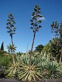 Agave vivipara (Chelem)