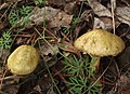 Suillus sibiricus subsp. helveticus