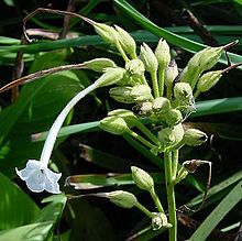 Tabakofloroj (Nicotiana sylvestris)