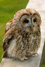 A Tawny Owl, Strix aluco.