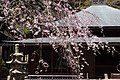 本堂の枝垂桜