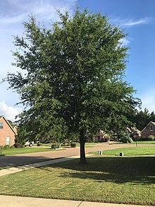 Дерево в Миссисипи.jpg