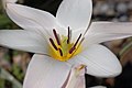 Flower closeup