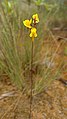 Utricularia juncea Vahl (8178536799). 
 jpg