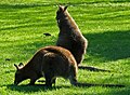 Wallaby cổ đỏ