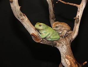 Waxy Monkey Tree Frogs, Phyllomedusa sauvagii ...