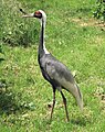 White-naped crane (Grus vipio)