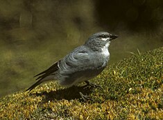 Diuca leucoptère (Diuca speculifera)[5]