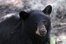 The American black bear occurs in most states. Yellowstone-0169.jpg