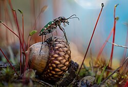 Комаха виду Стрибун перелісковий (Cicindela soluta) у заказнику Біла діброва в Києві — перше місце WLE 2023