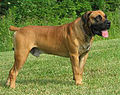 Boerboel