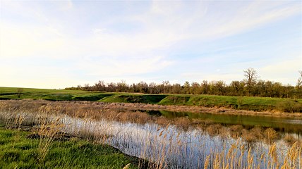 Гузир ставка на річці Плисовій 2,5 км західніше с. Миронівки. Фото - травень 2021 року.