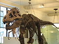 A dinosaur in the natural history museum, NYC