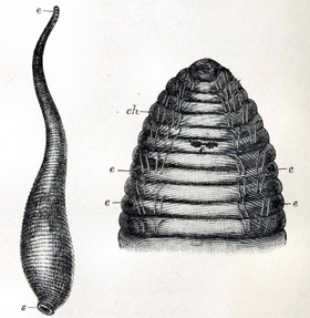 Acanthobdella, um gênero de sanguessuga