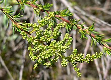 This is a photo of the flowers and leaves of the plant species Adenostoma fasciculatum