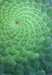 Detail of the saucer plant, Aeonium tabuliforme, showing the multiple spiral arrangement (parastichy) Aeonium tabuliforme.jpg