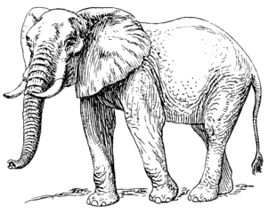 301px-African_elephant_%28PSF%29.png
