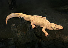 A rare albino American alligator named Claude Albino Alligator 2008.jpg