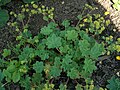 Miniatura per Alchemilla glaucescens