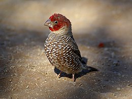 Vörösfejű amandina (Amadina erythrocephala)