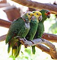 Amazona -two species -captive in Mexico-8a.jpg