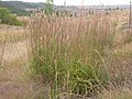 Miniatura para Andropogon gerardii