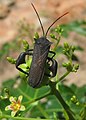 Coreoidea (Anoplocnemis curvipes)