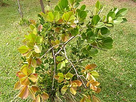 Psidium cattleianum (Araçá-rosa)