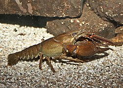 European crayfish