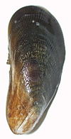 Atlantic ribbed mussel, found in the low marsh Atlantic ribbed mussel.jpg