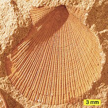 Aviculopecten subcardiformis01.JPG