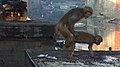 Kopulacja makaków królewskich (Macaca mullata)