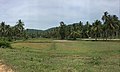 Paddy fields and a coconut plantation