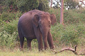 Elephant à Bandipur.