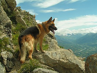 berger allemand en montagne