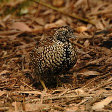 Svartbröstad løbehøne (Turnix melanogaster)