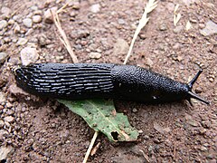 Black slug