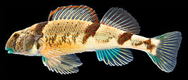 Etheostoma blennius