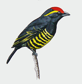 Geelvlekbaardvogel