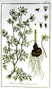 Bunium spp. (Gewöhnlicher Knollenkümmel, Bunium alpinum, Bunium balearicum, Bunium macuca, Bunium pachypodum) (rohe oder gekochte Wurzeln)