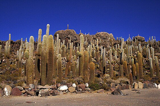 Habitat in Salar de Uyuni, Bolivia