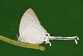 Cheritra freja butleri（シジミチョウ科）, インド