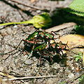 Feld-Sandlaufkäfer (Cicindela campestris)