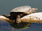 Обыкновенная щелкающая черепаха (Chelydra serpentina) .jpg