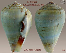 Conus trovaoi